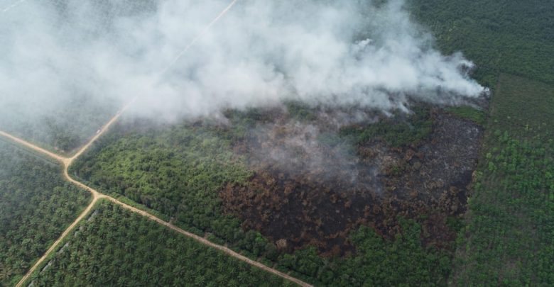 Tebalnya Gambut Sulitkan Pemadaman Kebakaran Lahan Puluhan Hektare di PALI